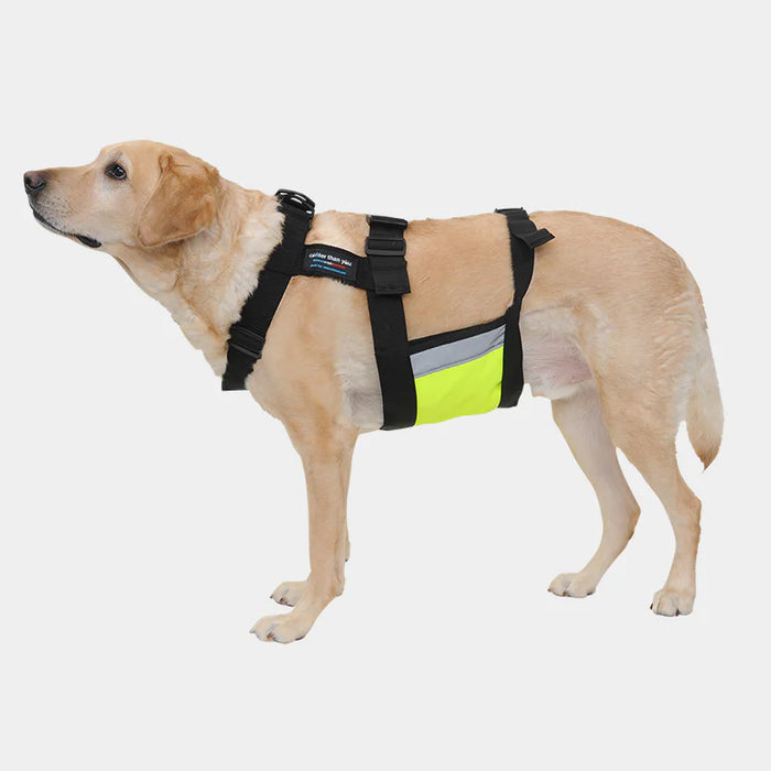 Do Dog Cooling Vests Work (+Tips for Summer Comfort)