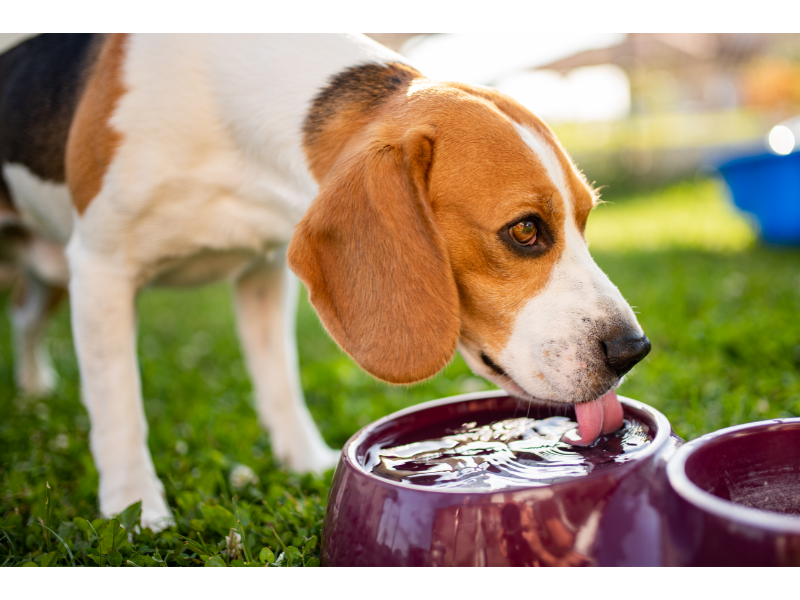 How To Cool Down A Dog: 15 Best Tips and Tricks