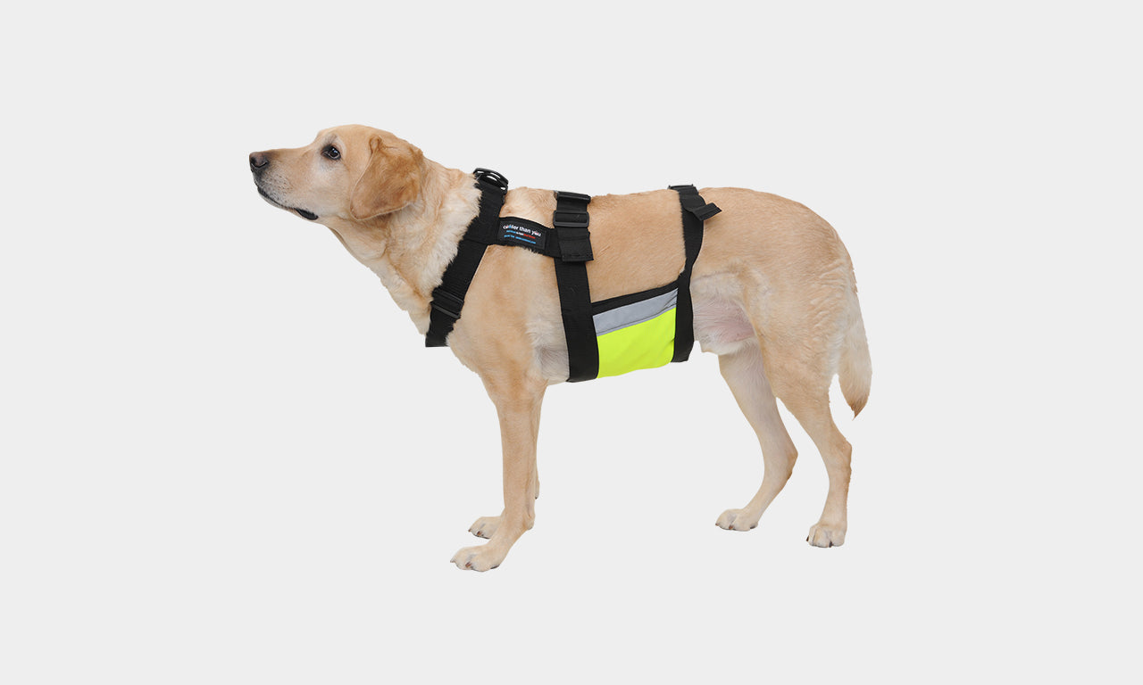 ChillyDog Dog Cooling Vest