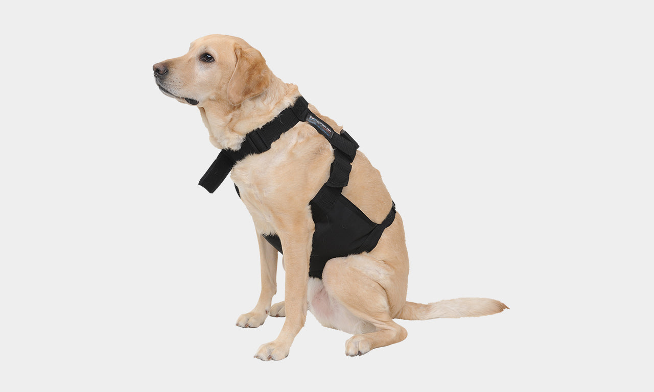 ChillyDog Dog Cooling Vest