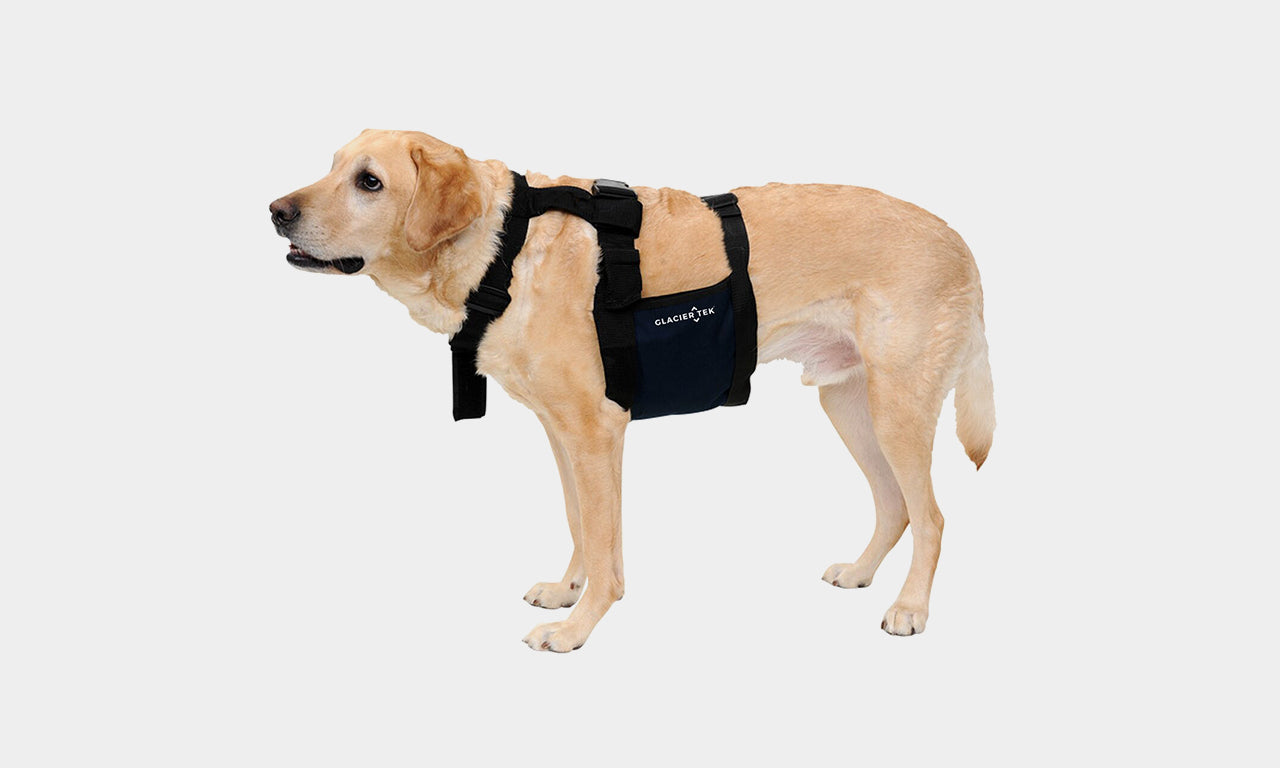 ChillyDog Dog Cooling Vest