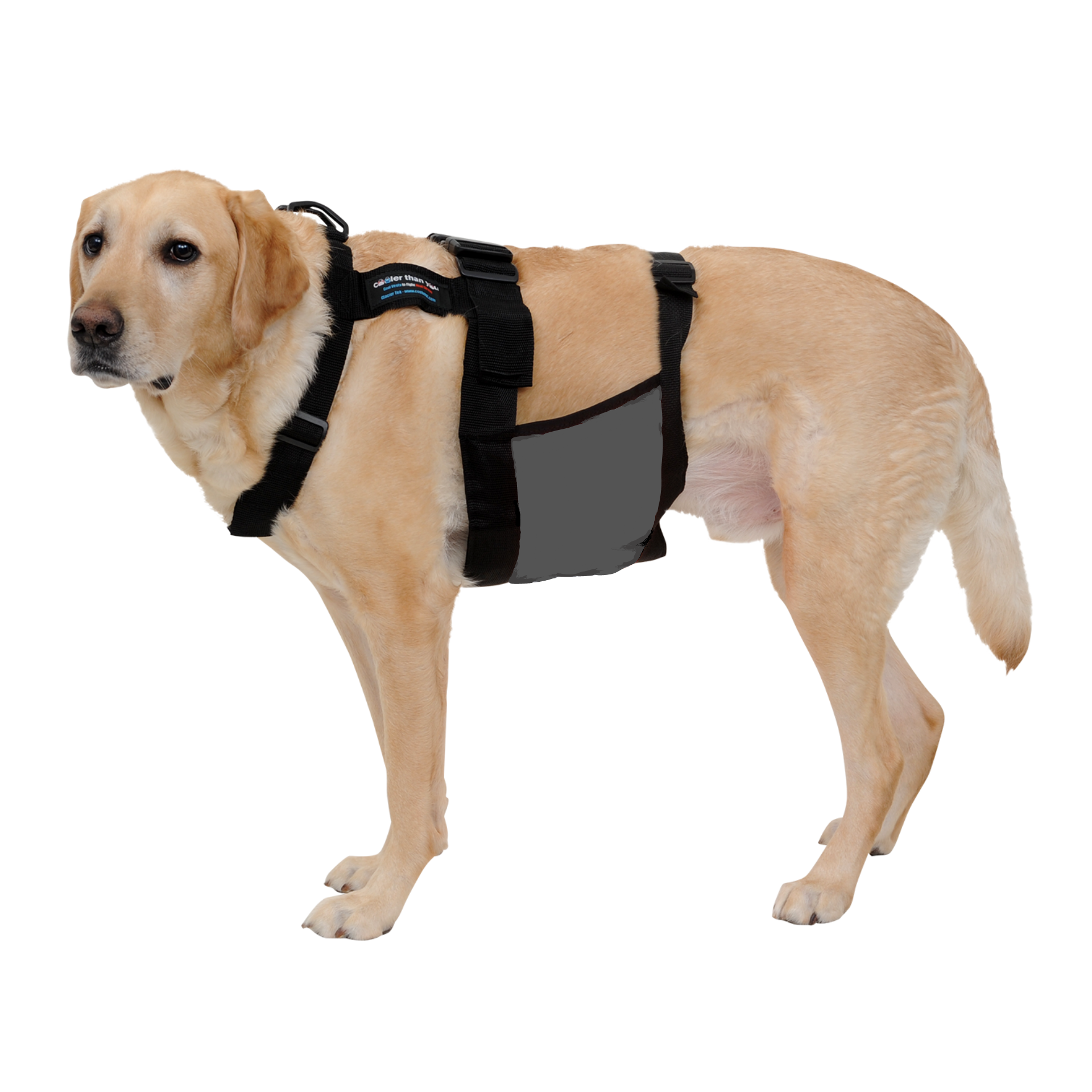 ChillyDog Dog Cooling Vest