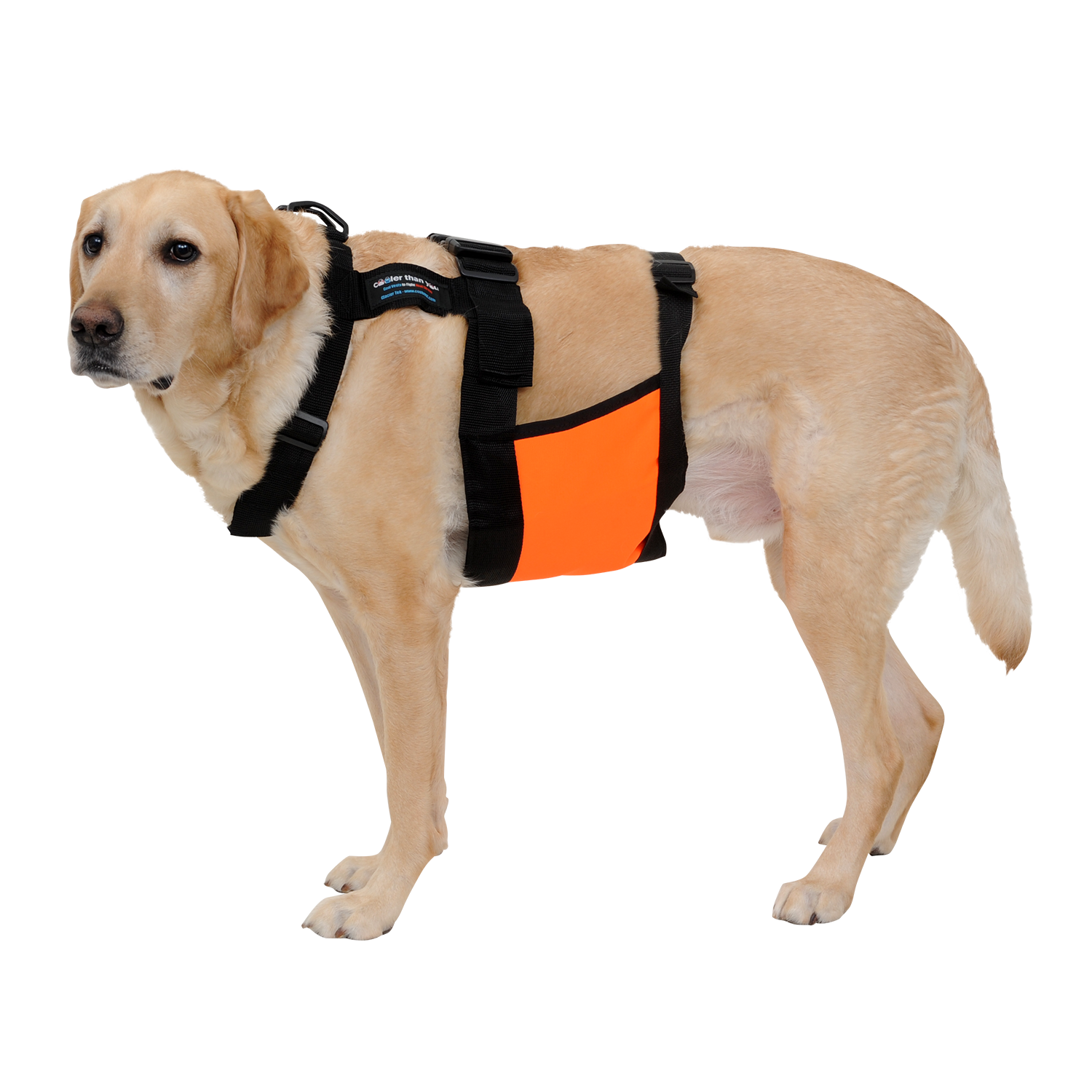 ChillyDog Dog Cooling Vest